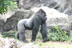 Loro Parque - Gorillas