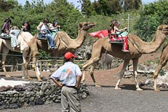 Kamelritt in El Tanque auf Teneriffa / Kanaren
