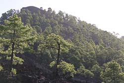 Parque Natural Corona Forestal - Teneriffa