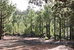 Kiefernwald im Tenogebirge - Teneriffa