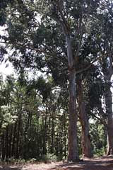 Eukalyptus bei La Esperanza - Teneriffa