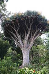 Hijuela del Botanico - La Orotava / Tenerife