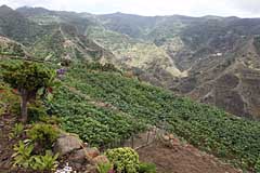 Landwirtschaft in Chinamada - Teneriffa