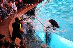 Seelöwen im Loro Parque - Puerto de la Cruz / Tenerife