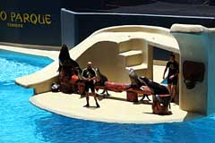 Seelöwen im Loro Parque - Puerto de la Cruz / Tenerife