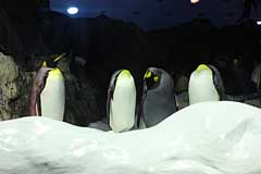 Kaiserpinguine im Loro Parque - Puerto de la Cruz / Tenerife