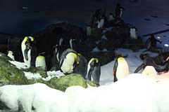 Kaiserpinguine im Loro Parque - Puerto de la Cruz / Tenerife