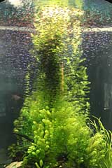 Aquarium im Loro Parque - Puerto de la Cruz / Tenerife