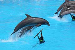 Delphine im Loro Parque - Puerto de la Cruz / Tenerife