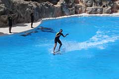 Delphine im Loro Parque - Puerto de la Cruz / Tenerife