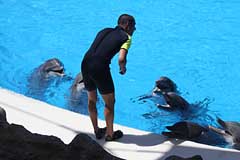 Delphine im Loro Parque - Puerto de la Cruz / Tenerife