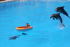 Delphine im Loro Parque - Puerto de la Cruz / Tenerife