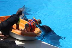 Delphine im Loro Parque - Puerto de la Cruz / Tenerife