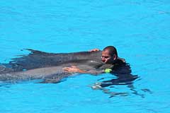 Delphine im Loro Parque - Puerto de la Cruz / Tenerife