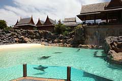 Seelöwen im Siam Park - Playa de las Americas / Teneriffa