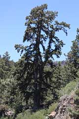 Gigantischer Baum bei Vilaflor - Teneriffa