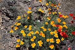 Farbenspiele - Mohn und Goldmohn in Vilaflor - Teneriffa