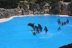 Delphine im Loro Parque - Puerto de la Cruz / Tenerife
