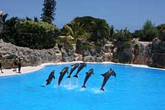 Delphine im Loro Parque - Puerto de la Cruz / Tenerife