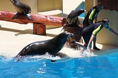 Seelöwen im Loro Parque - Puerto de la Cruz / Tenerife
