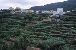 Teneriffa - Terrassenfelder in Las Carboneras