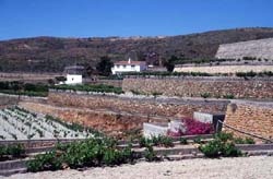 Weinanbau auf Teneriffa