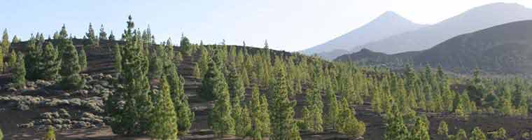 Teneriffa Ferienparadies