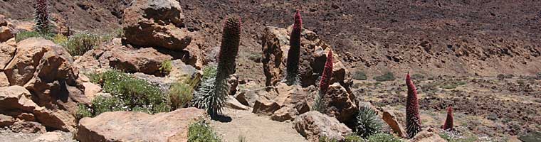 Teneriffa Ferienparadies - So schön kann es blühen auf Teneriffa